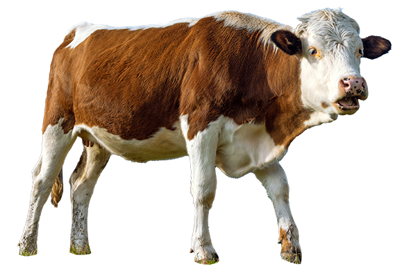 Fleckvieh, freigestelltes Bild