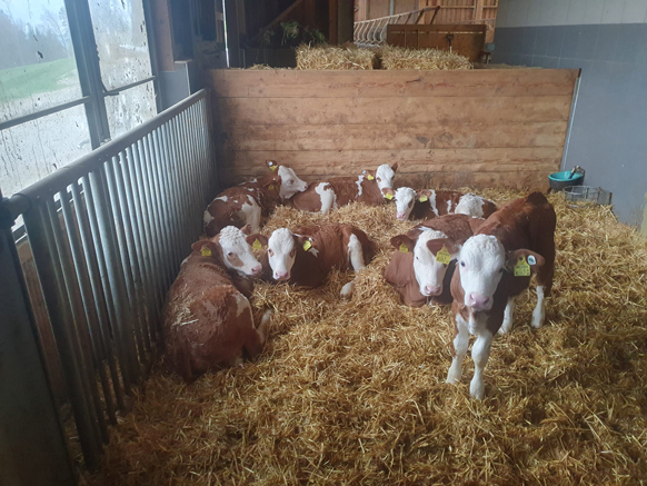 Burgschwaiger Fleckvieh - Hof - Kälber