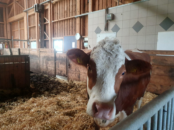 Burgschwaiger Fleckvieh - Hof - Kalbin