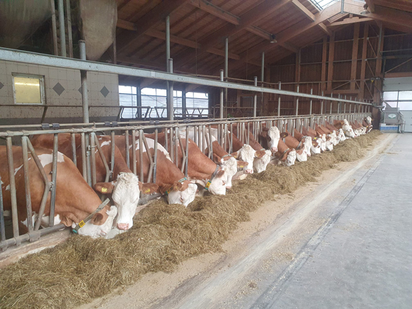 Burgschwaiger Fleckvieh - Hof - Stall innen